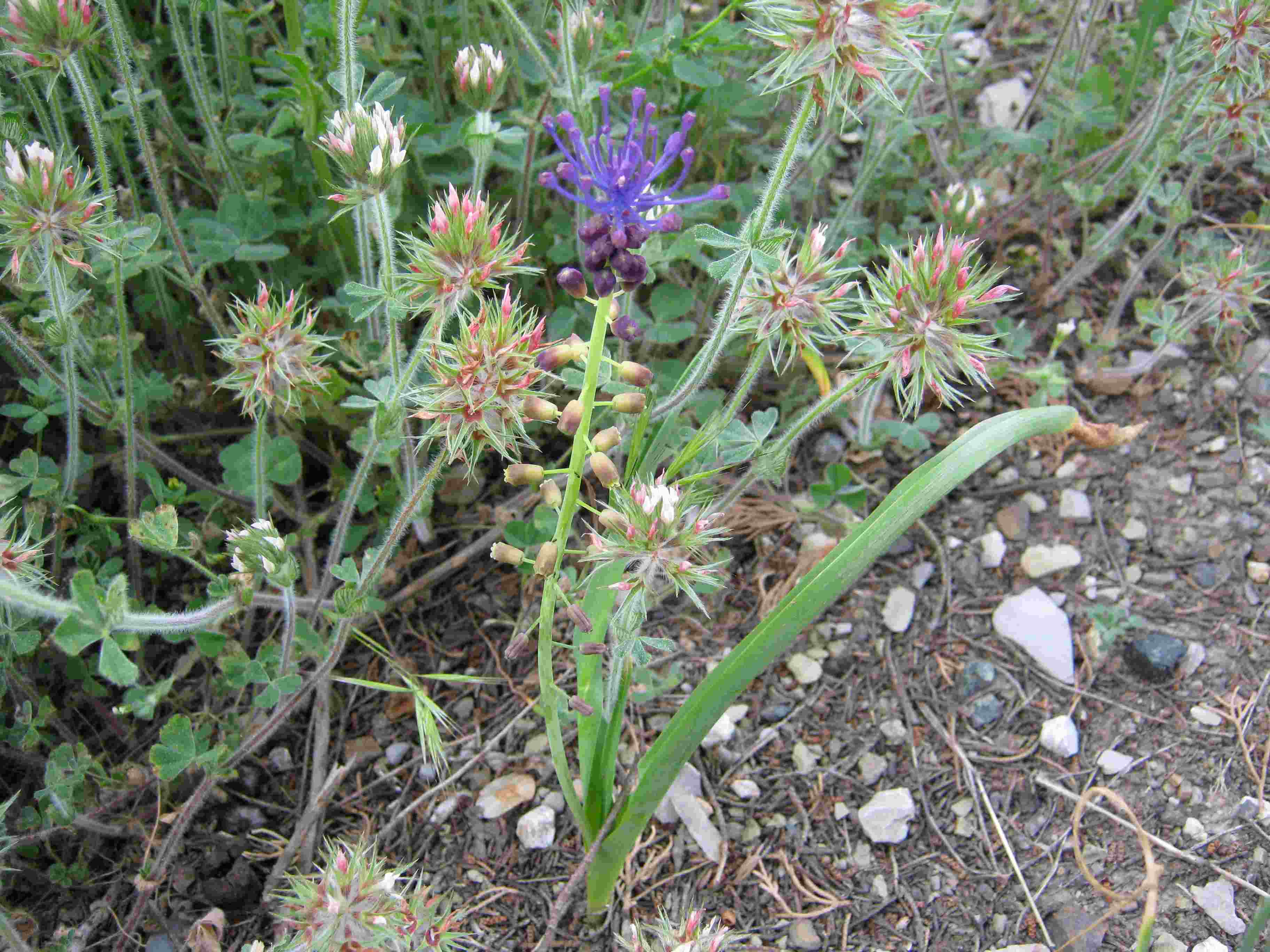 Muscari comosum